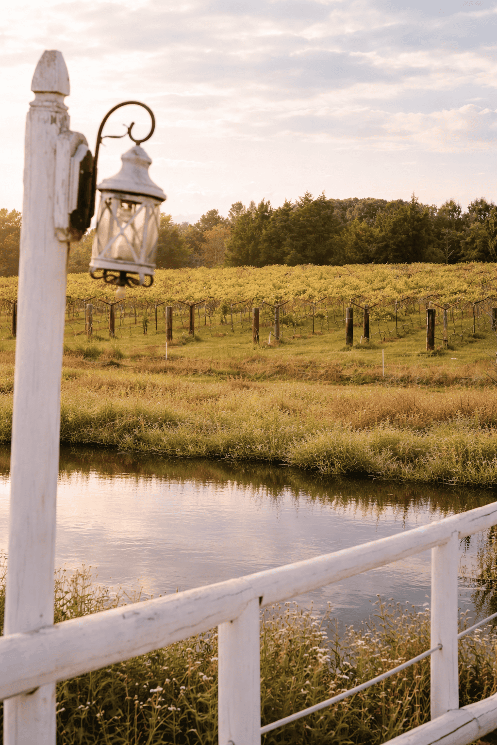 vineyard overlooking lake at Laurel Haven Estate winery in Lancaster South Carolina